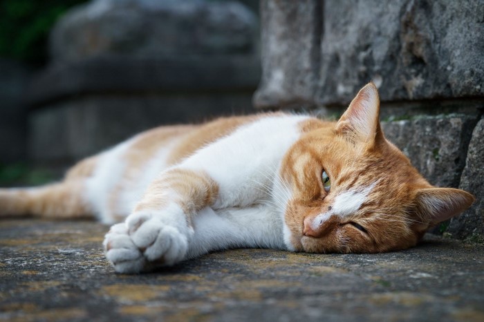 Orange and white cat lying down on stone surface