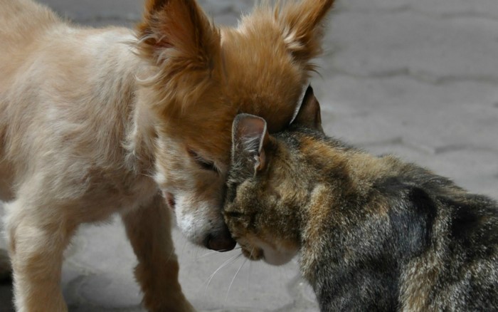 A dog and a cat touching noses