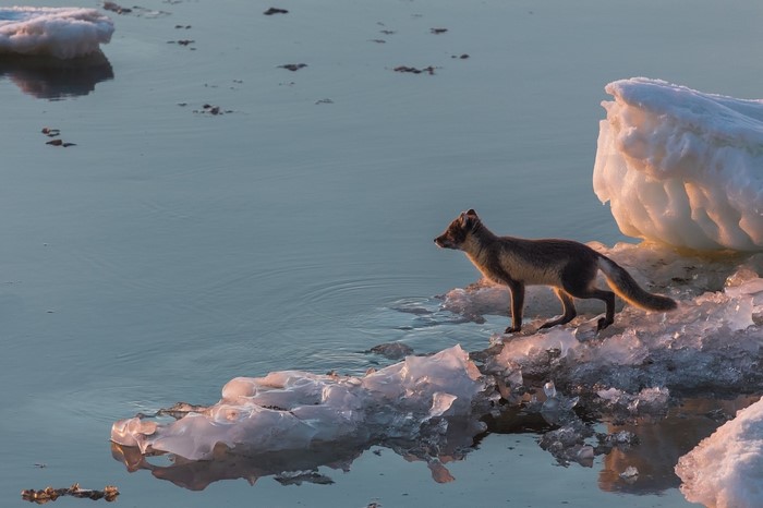 Arctic fox on ice floes in the ocean