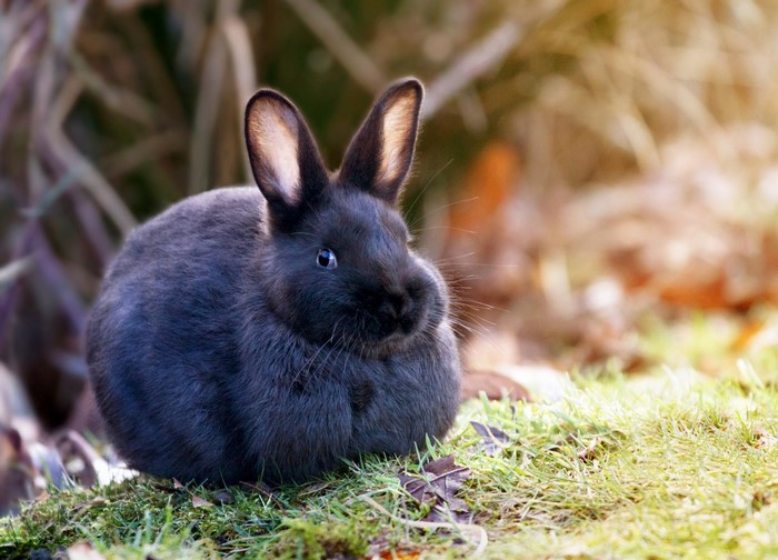 A fluffy black rabbit sits on grass