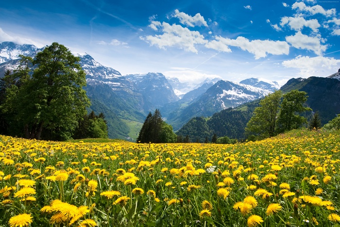 mountains, Alps, 4k, sky, meadows, wallpaper, dandelion, France