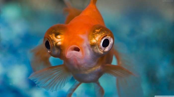 Close-up of a goldfish with large eyes