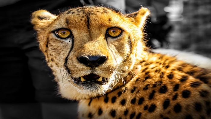 Close up of a cheetah's face