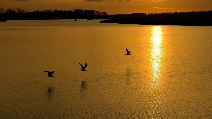 Three birds flying over a lake at sunset