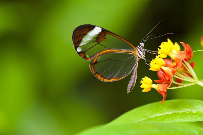 Glass butterfly on flowers