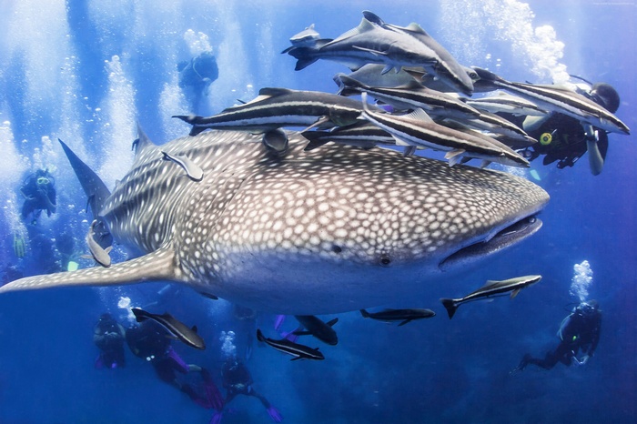 Whale Shark and Divers in Surin Islands, Thailand