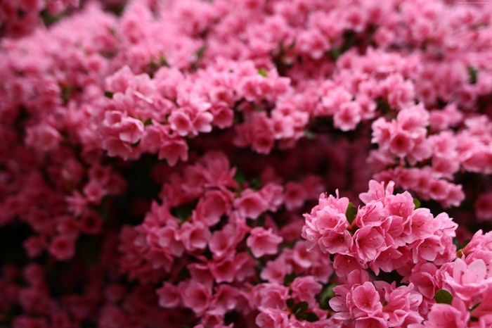 Pink Azalea Flowers in Spring