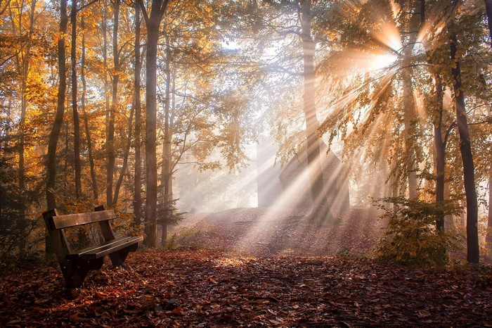 Sunlight filtering through autumn trees onto a forest bench
