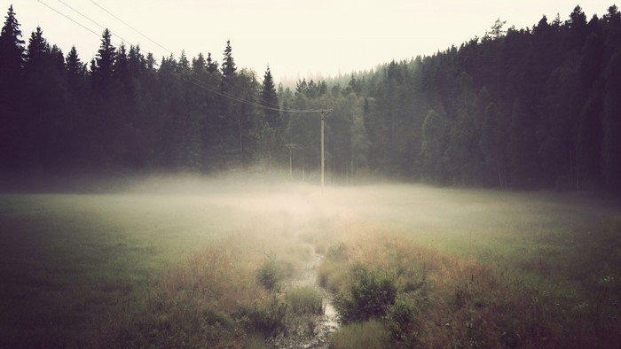 Misty field with forest and power lines