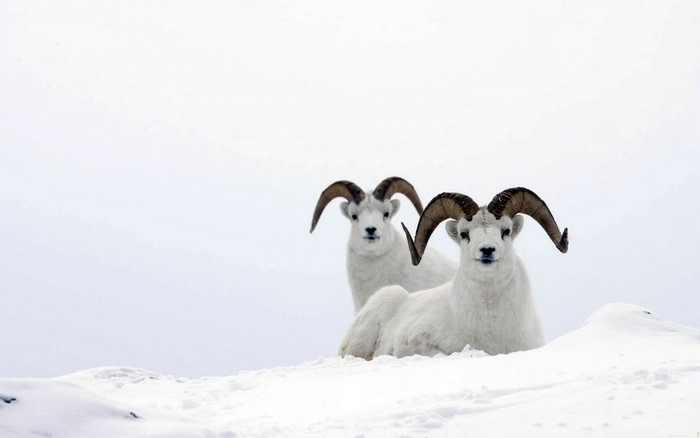 Two Dall sheep with large horns in the snow