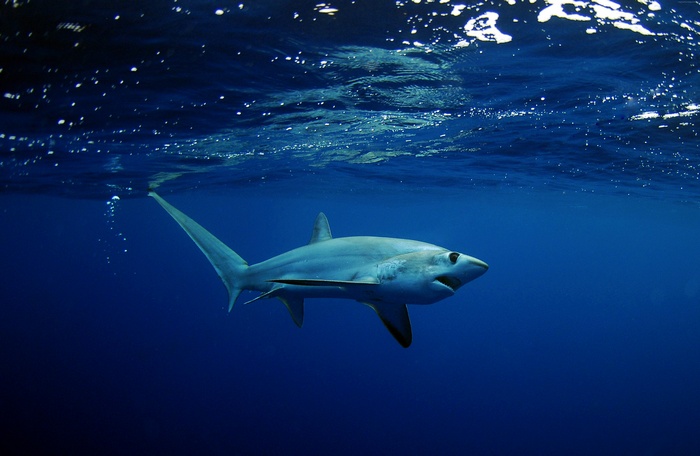 Shark swimming underwater