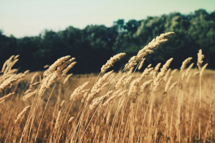 Field of dry grass with trees in the background
