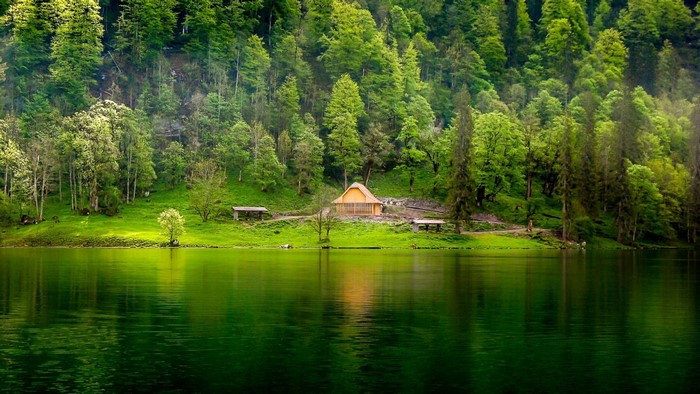A cabin by a lake in a green forest