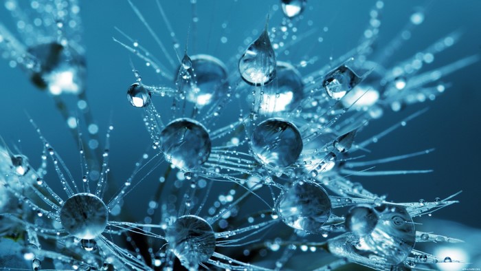 Macro Water Drops on Frosted Plant