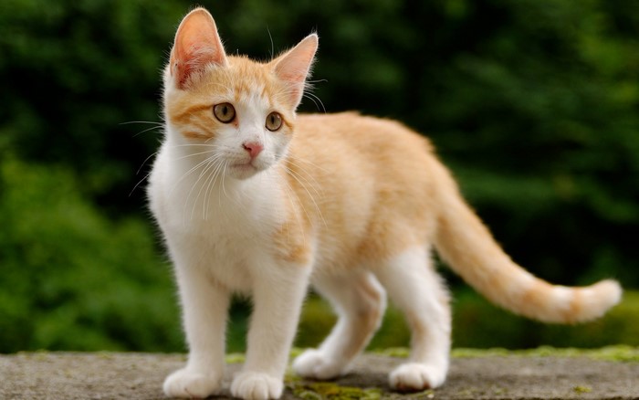 Orange and White Kitten Standing Outdoors
