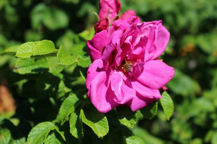 Pink rose with a bee on its petals
