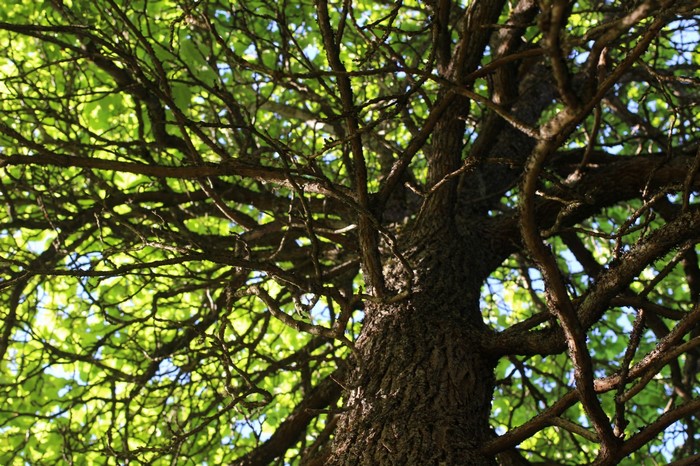 Close-up of a tree trunk and branches with green leaves