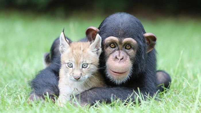 Chimpanzee and lynx cub resting on grass