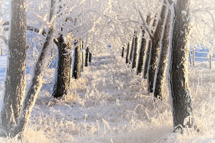 Trees covered in frost in a winter landscape