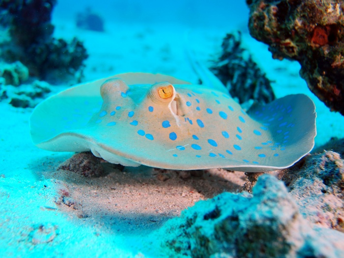 Blue-spotted stingray on sandy bottom in Red Sea