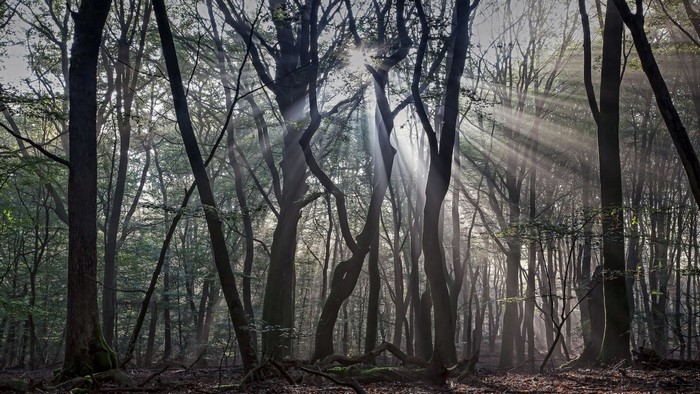 Sunlight Filtering Through Dense Forest Trees