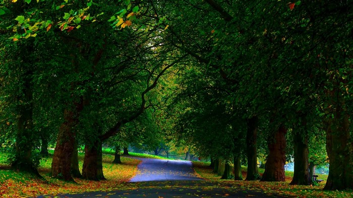 A tree-lined path in a park during autumn