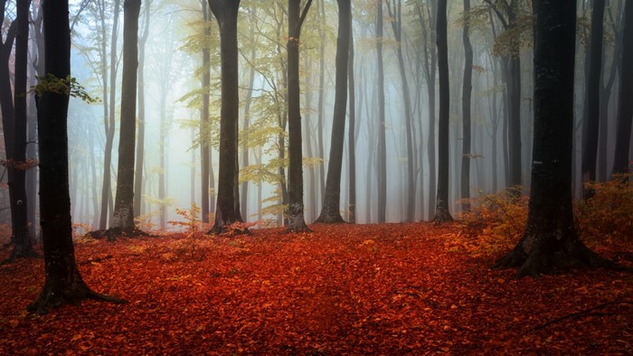 Misty forest floor covered in red autumn leaves