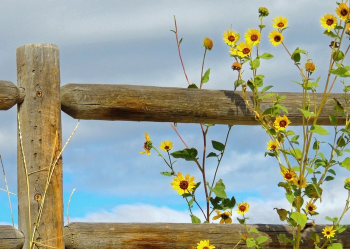 Yellow wildflowers growing near a wooden fence under a cloudy sky