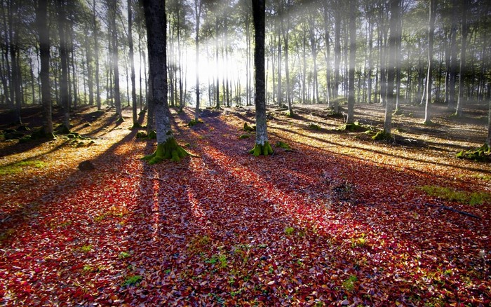 Sunlight filtering through trees in an autumn forest with fallen leaves