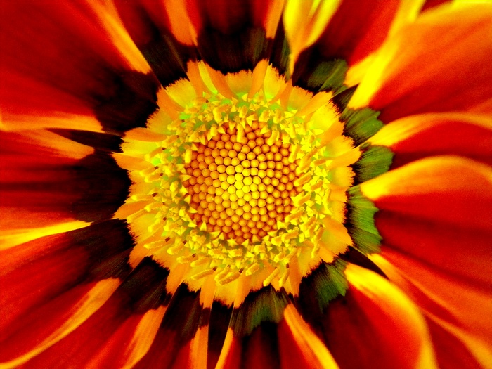 Macro shot of a vibrant orange and yellow flower