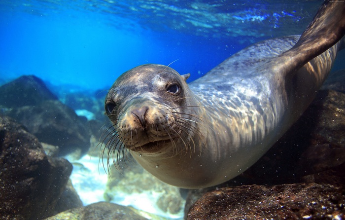 Sea lion swimming underwater near rocks in Galapagos, Ecuador
