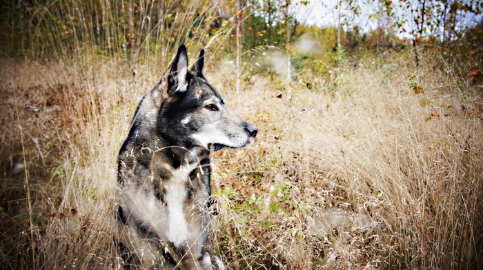 A wolf-like dog sits in tall, dry grass
