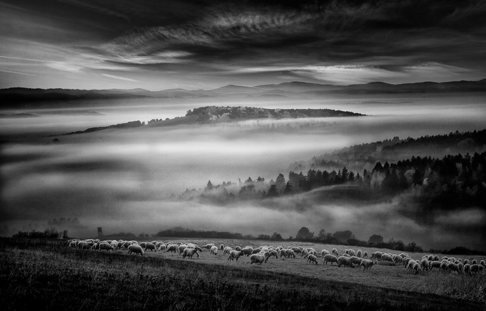 Sheep grazing in a misty valley at dawn