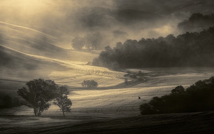 Misty Tuscan Hills at Sunrise with Deer
