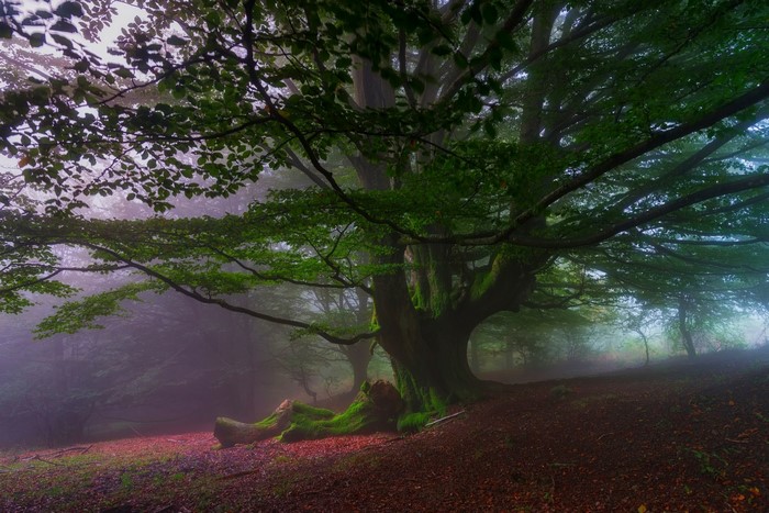 Misty forest with ancient moss-covered tree