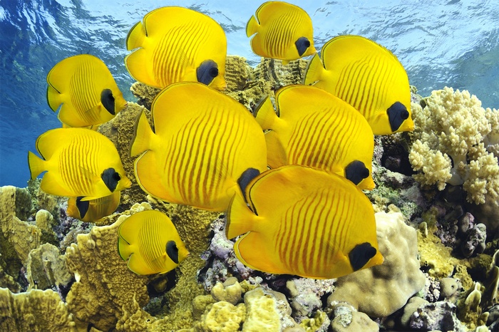 School of yellow butterflyfish swimming near coral reef