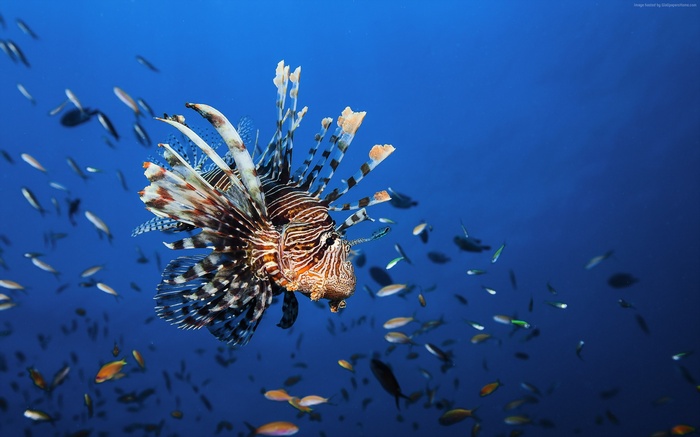 Lionfish swimming in blue ocean water with small fish