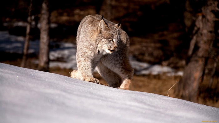 Lynx walking on a snowy slope