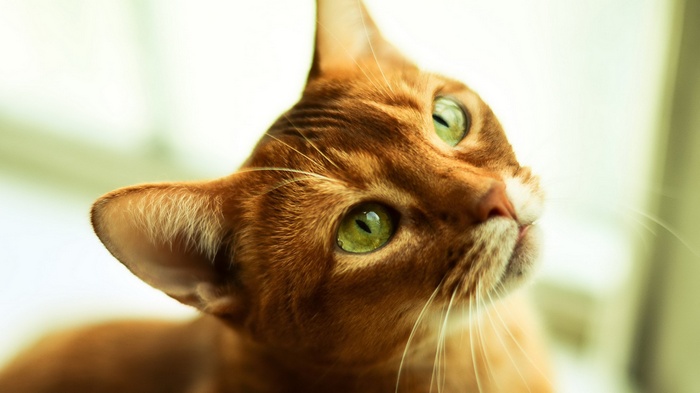 Close-up of an Abyssinian cat's face