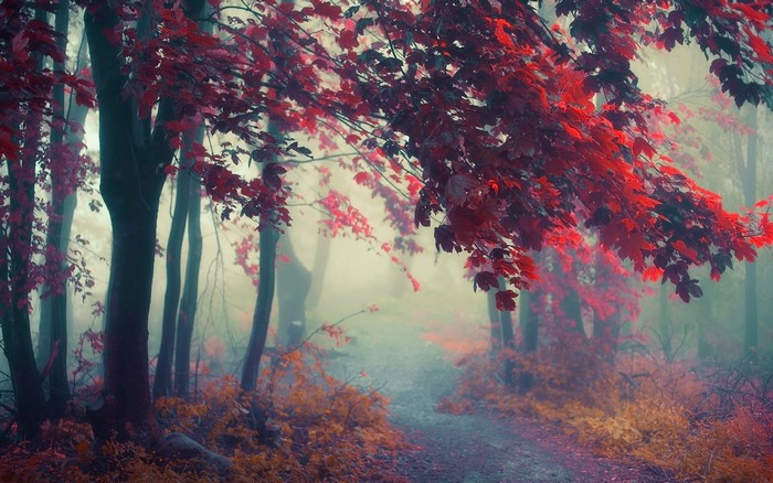 Misty forest path with red autumn leaves