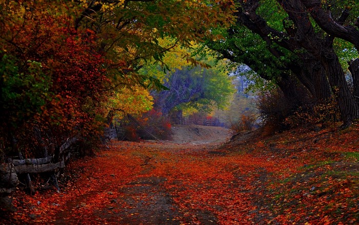 Autumn path covered in fallen leaves with colorful trees