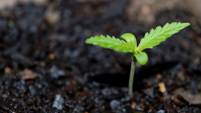 Close up of a cannabis seedling growing in soil