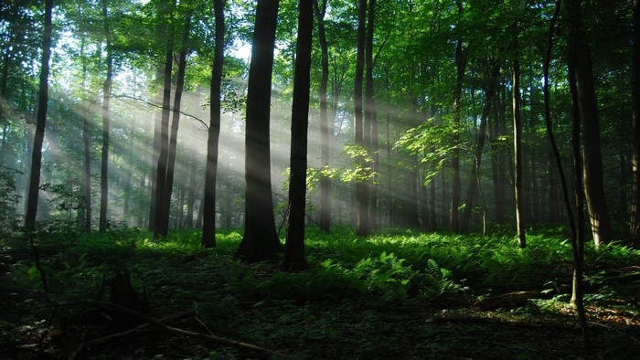 Sunlight Filtering Through Dense Forest Trees