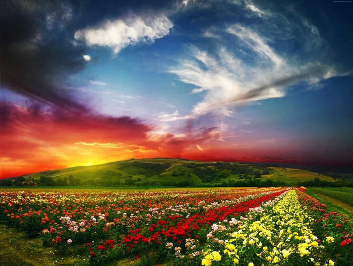 Valley of Flowers at Sunset with Rose Fields