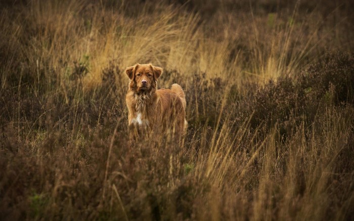 Nova Scotia Duck Tolling Retriever dog in tall grass