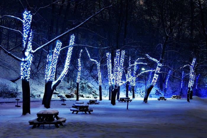 Trees decorated with blue lights in a snowy park at night
