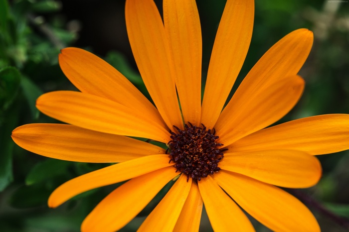Orange Daisy Macro Flower 4K