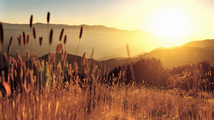 Golden sunset over misty mountains with tall grass in foreground