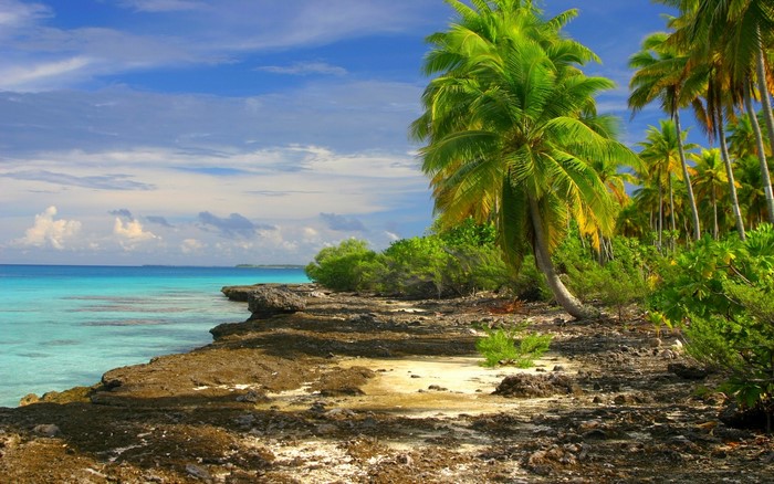 Tropical island coast with palm trees and turquoise sea