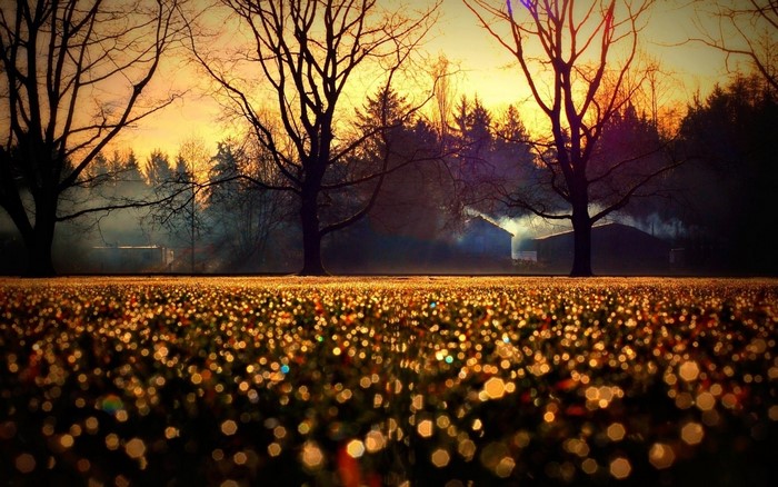 Dewdrops on grass at sunrise with trees and houses
